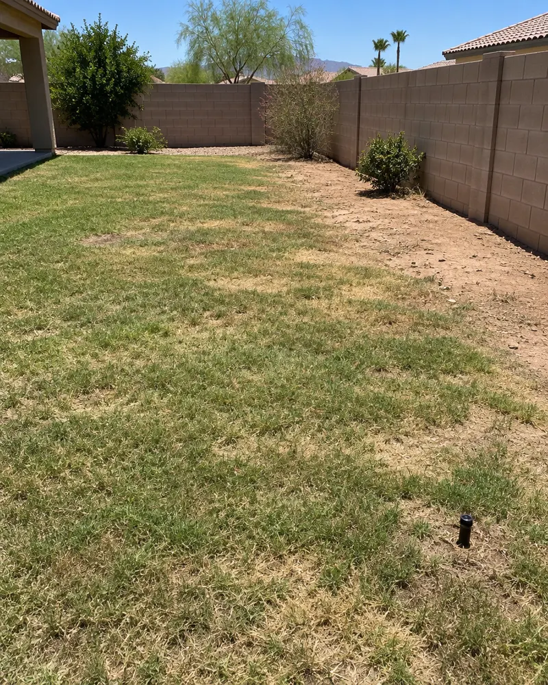 Patchy brown Bermuda grass lawn in a Chandler, Arizona backyard in late summer, dry spots and bare dirt near a block wall, a sprinkler head poking out, harsh midday sun